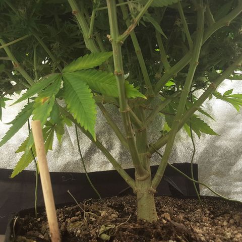 LAC Plant 1 growlog timeline photo
