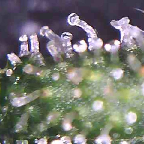LAC Plant 1 growlog timeline photo