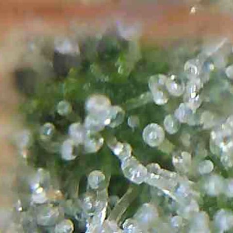 LAC Plant 1 growlog timeline photo