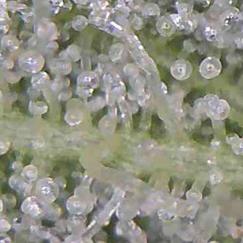 LAC Plant 1 growlog timeline photo
