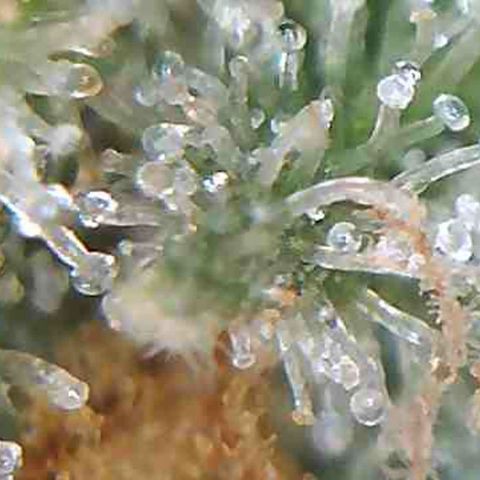 LAC Plant 1 growlog timeline photo