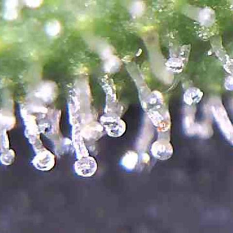 LAC Plant 1 growlog timeline photo