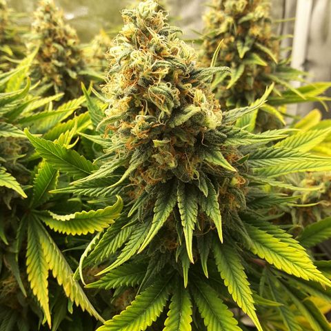LAC Plant 1 growlog timeline photo