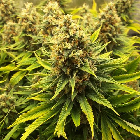 LAC Plant 1 growlog timeline photo