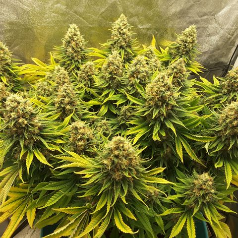 LAC Plant 1 growlog timeline photo