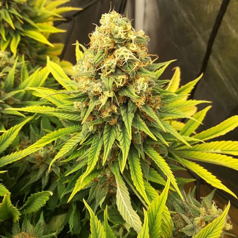 LAC Plant 1 growlog timeline photo