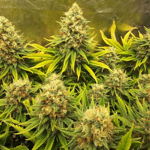 LAC Plant 1 growlog timeline photo