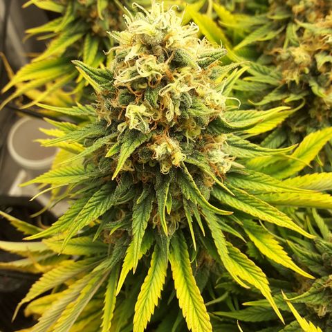 LAC Plant 1 growlog timeline photo