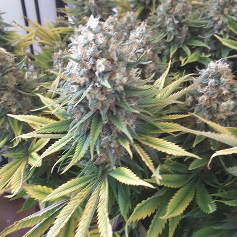 LAC Plant 1 growlog timeline photo