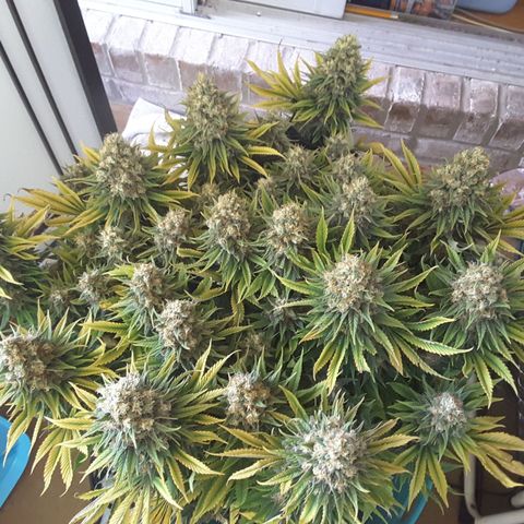 LAC Plant 1 growlog timeline photo