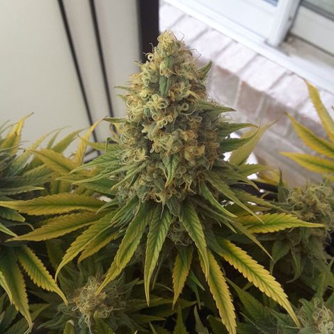 LAC Plant 1 growlog timeline photo