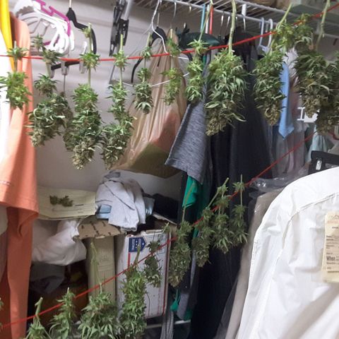 LAC Plant 1 growlog timeline photo