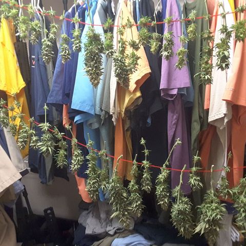 LAC Plant 1 growlog timeline photo