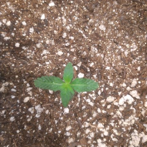 🍌 2 growlog timeline photo