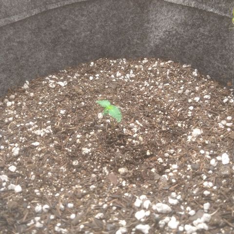 🍌 3 growlog timeline photo