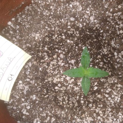🍌 1 growlog timeline photo