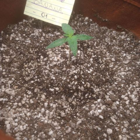 🍌 1 growlog timeline photo