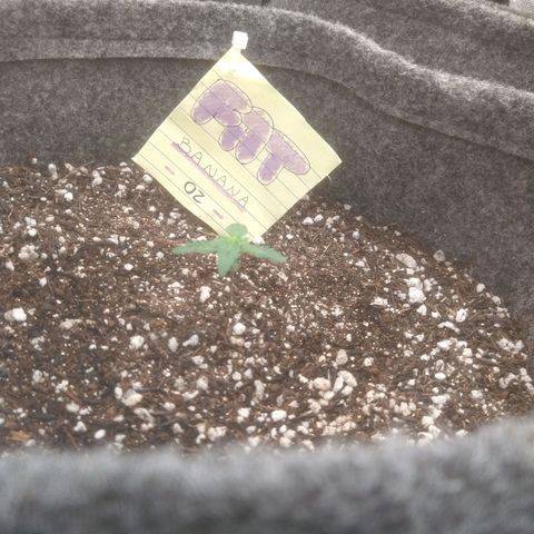 🍌 2 growlog timeline photo