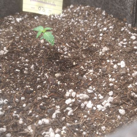 🍌 3 growlog timeline photo