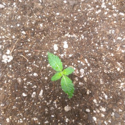 🍌 3 growlog timeline photo