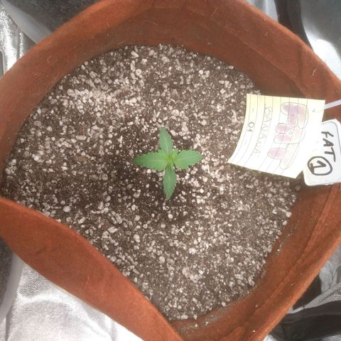 🍌 1 growlog timeline photo