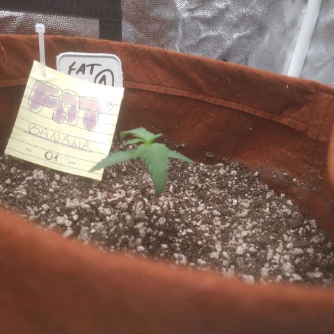 🍌 1 growlog timeline photo