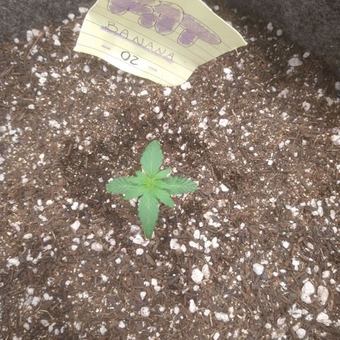 🍌 2 growlog timeline photo