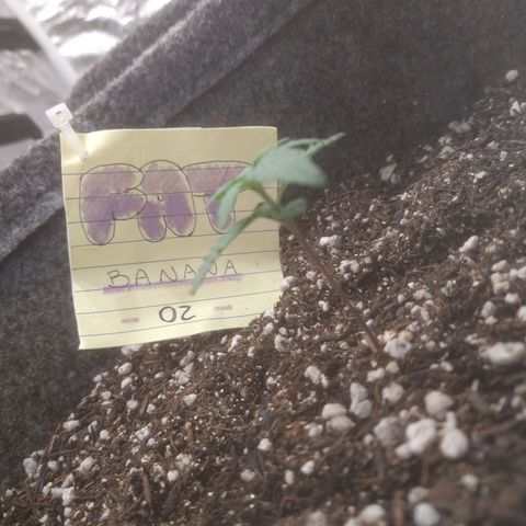 🍌 2 growlog timeline photo