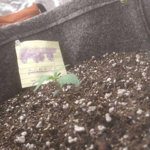 🍌 3 growlog timeline photo
