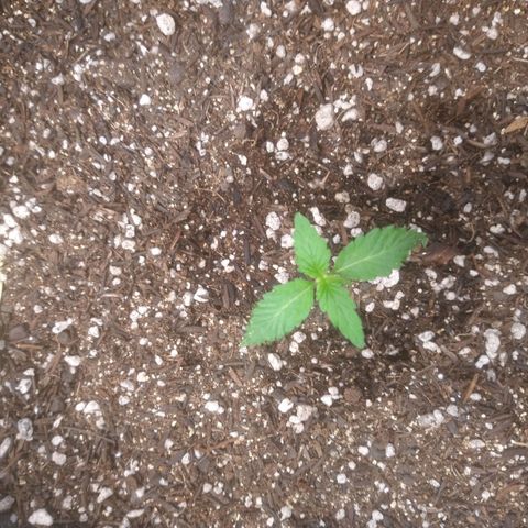 🍌 3 growlog timeline photo