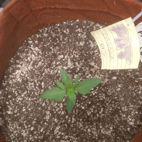 🍌 1 growlog timeline photo