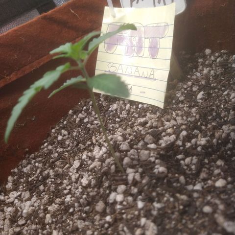 🍌 1 growlog timeline photo