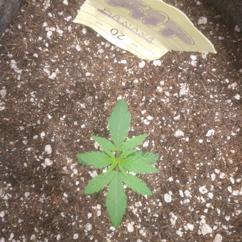 🍌 2 growlog timeline photo