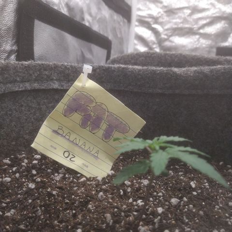 🍌 2 growlog timeline photo