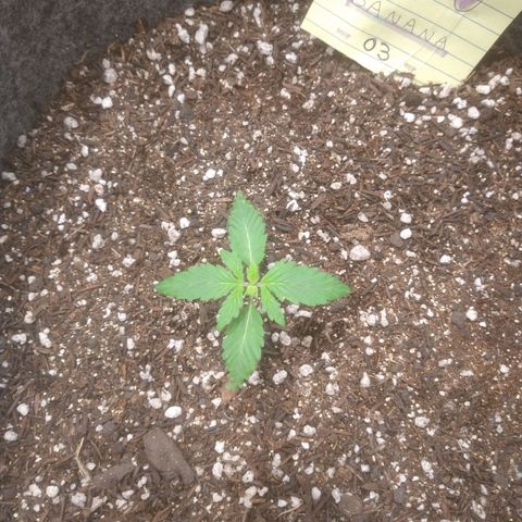 🍌 3 growlog timeline photo