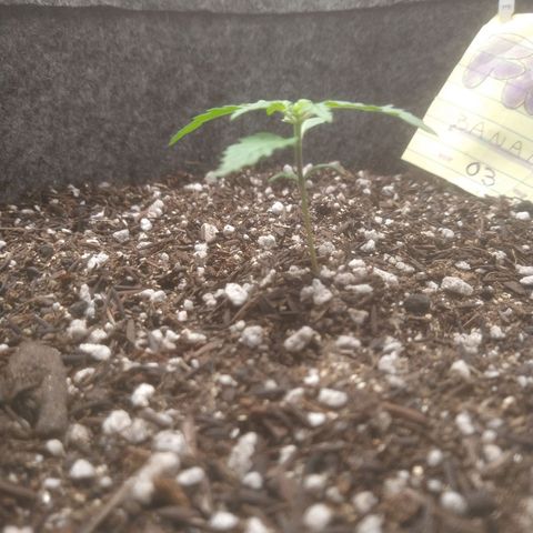 🍌 3 growlog timeline photo