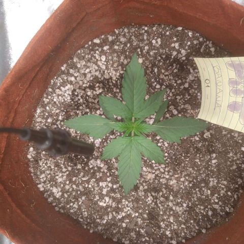 🍌 1 growlog timeline photo