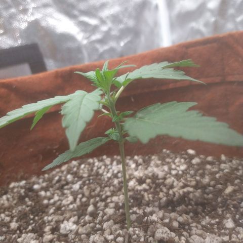 🍌 1 growlog timeline photo