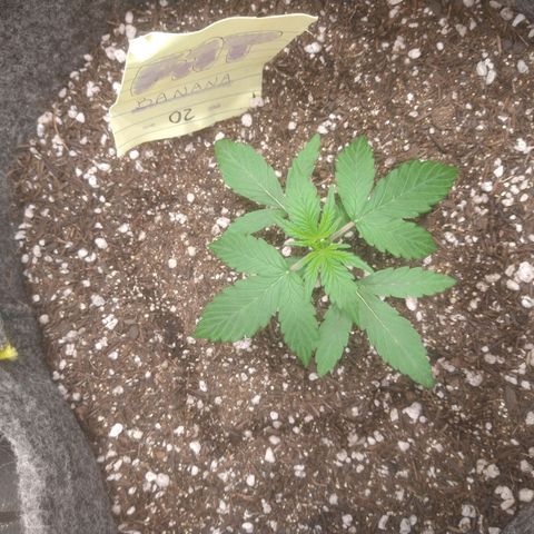 🍌 2 growlog timeline photo