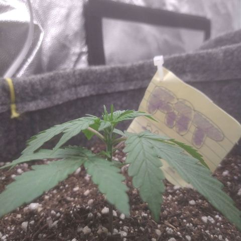 🍌 2 growlog timeline photo