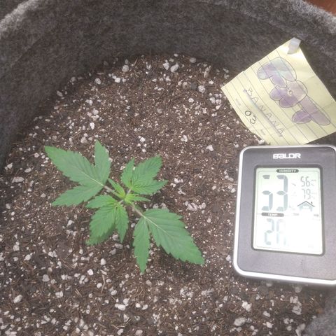 🍌 3 growlog timeline photo