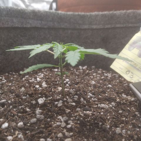 🍌 3 growlog timeline photo