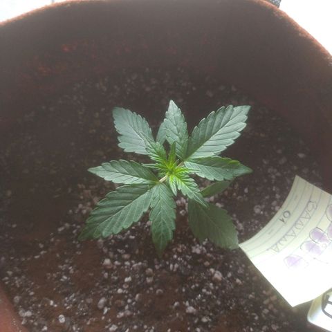 🍌 1 growlog photo: achei vários insetos. coloquei café e tirei do grow. parecem pequenos mosquitinhos