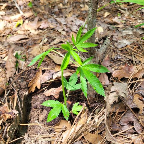 K.M.B growlog photo: Planted on 4/20