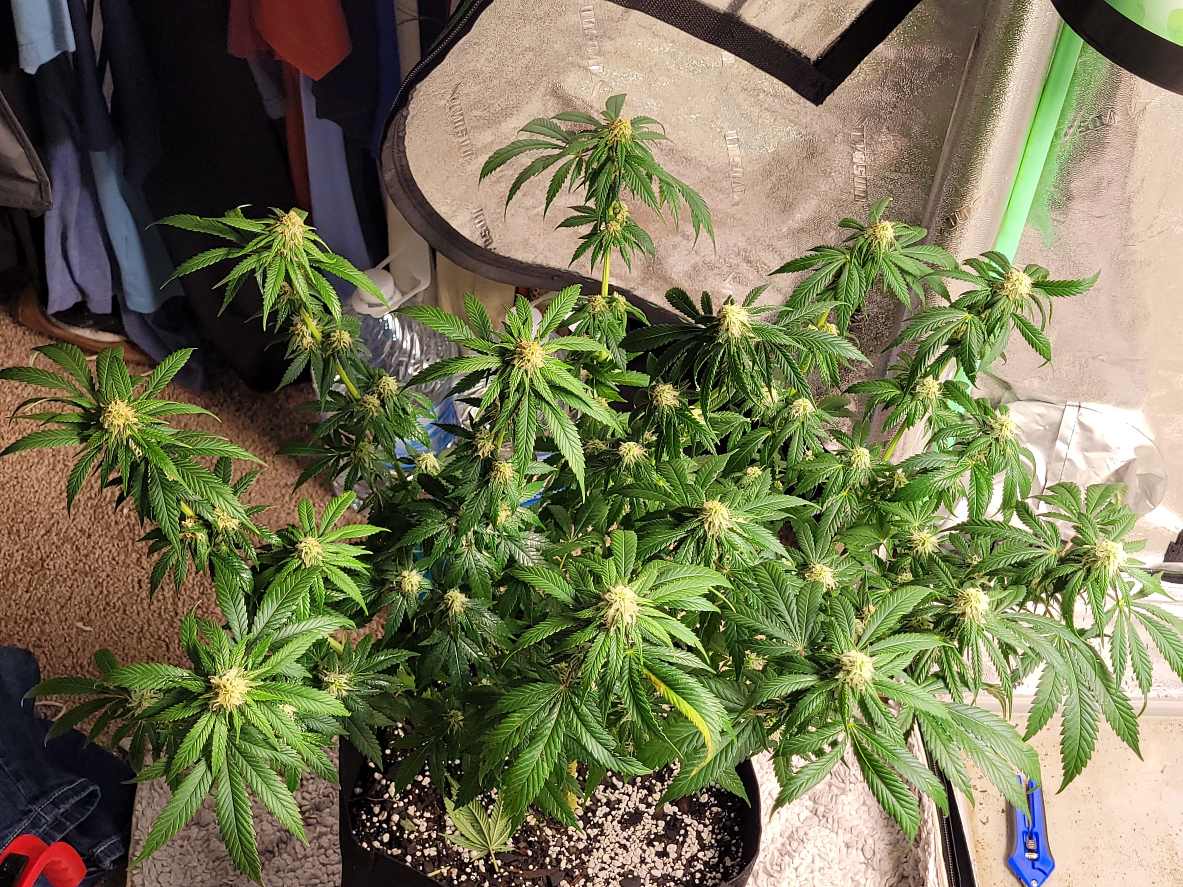 Amnesia Haze growlog header