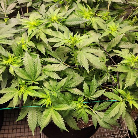 Bubblegum growlog timeline photo