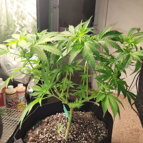 Bubblegum growlog timeline photo