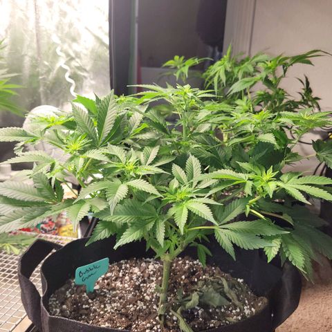 Bubblegum growlog photo: Haircut time