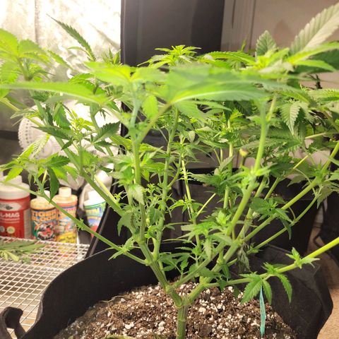 Bubblegum growlog timeline photo