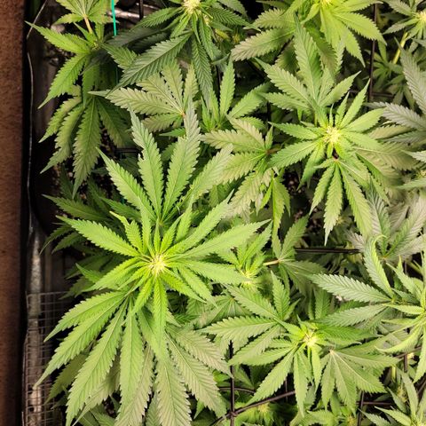 Bubblegum growlog timeline photo
